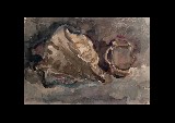 ;Natura morta con conchiglia; acquerello 1944 cm 33x23