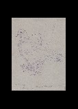 ;Colombo a Venezia; 1950 penna 17.5x23.5 cm