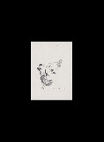 ;Studio di piccioni; 1966 penna 19x15.5 cm