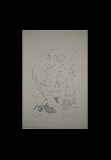 ;Donna con anatre; litografia 50x70 cm